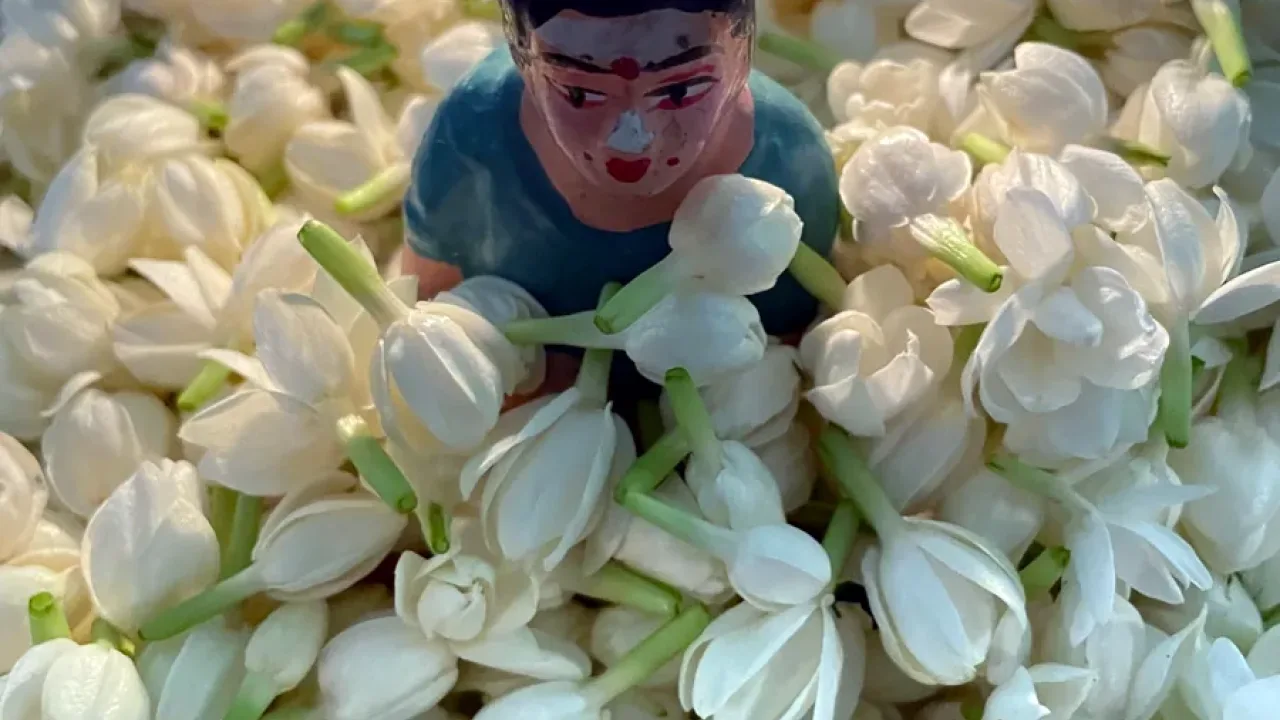 india-contemporary-jasmine-web.webp